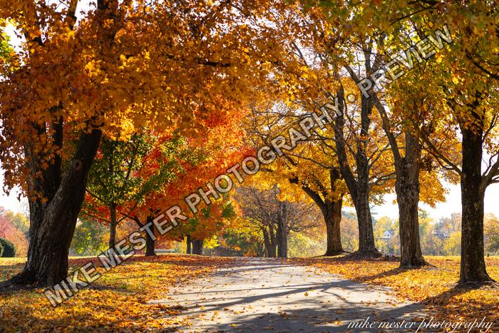 Protected preview of Autumn Canopy Over a Quiet Road, an original Mike Mester photograph