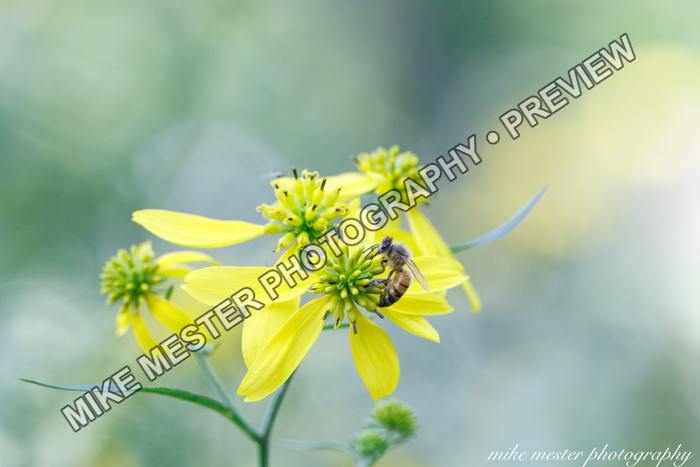 Protected preview of Bee on Yellow Flowers, an original Mike Mester photograph