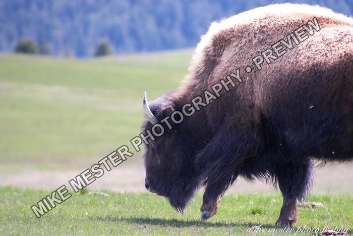 Protected preview of Bison Grazing in Open Meadow, an original Mike Mester photograph