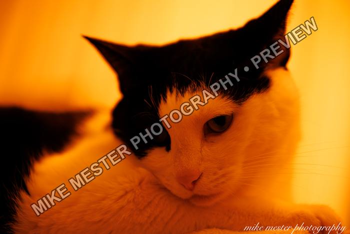 Protected preview of Black-and-White Cat in Amber Light, an original Mike Mester photograph