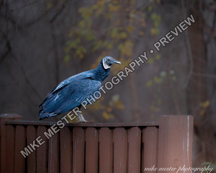 Protected preview of Black Vulture at the Woodland Edge, an original Mike Mester photograph