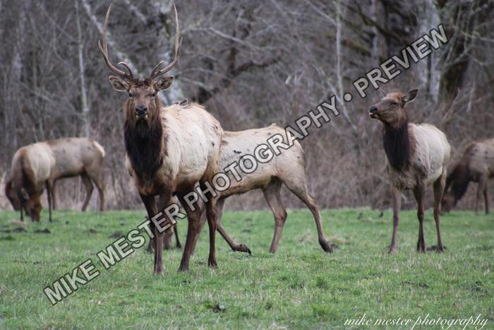 Protected preview of Bull Elk Standing With the Herd, an original Mike Mester photograph