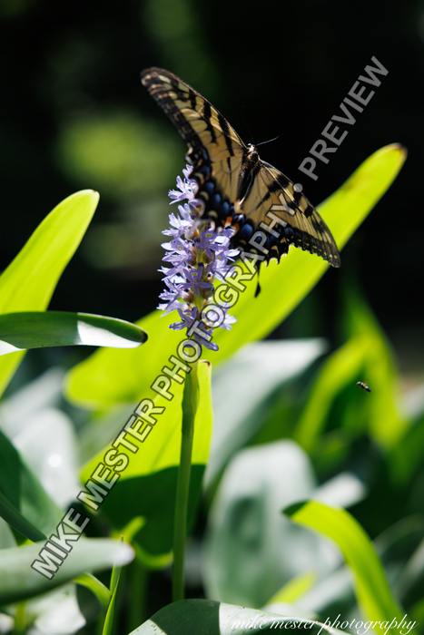 Protected preview of Butterfly on Violet Flowers, an original Mike Mester photograph
