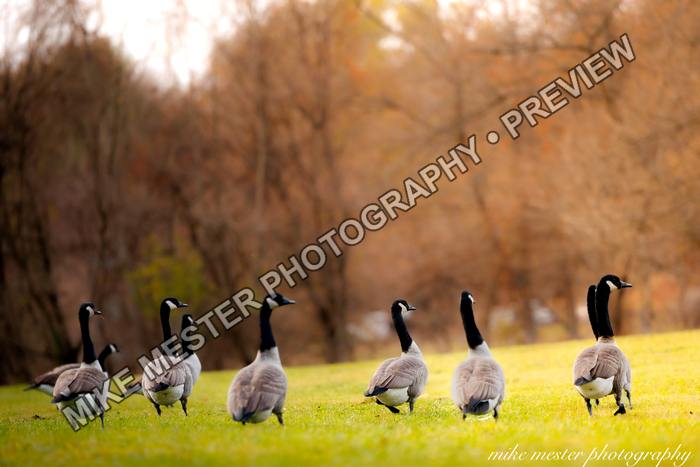 Protected preview of Canada Geese in Golden Afternoon Light, an original Mike Mester photograph