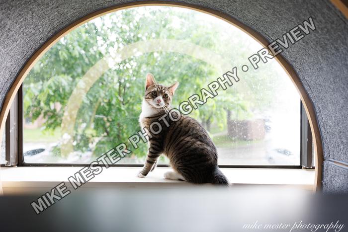 Protected preview of Cat in an Arched Window, an original Mike Mester photograph