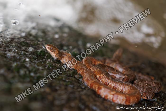 Protected preview of Copper-Colored Snake in Shallow Water, an original Mike Mester photograph