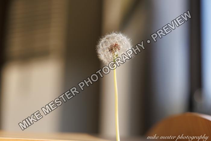 Protected preview of Dandelion Seed Head in Window Light, an original Mike Mester photograph
