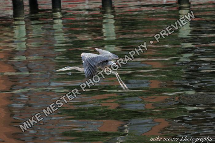 Protected preview of Great Blue Heron Over Reflected Water, an original Mike Mester photograph