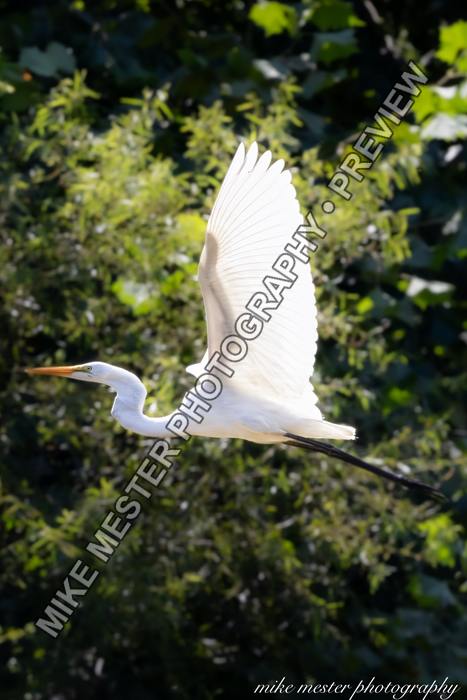 Protected preview of Great Egret in Sunlit Flight, an original Mike Mester photograph