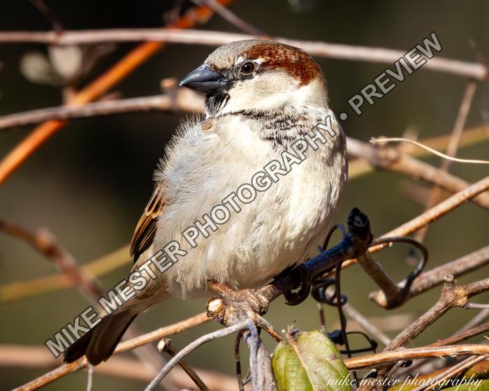 Protected preview of House Sparrow in Winter Sun, an original Mike Mester photograph