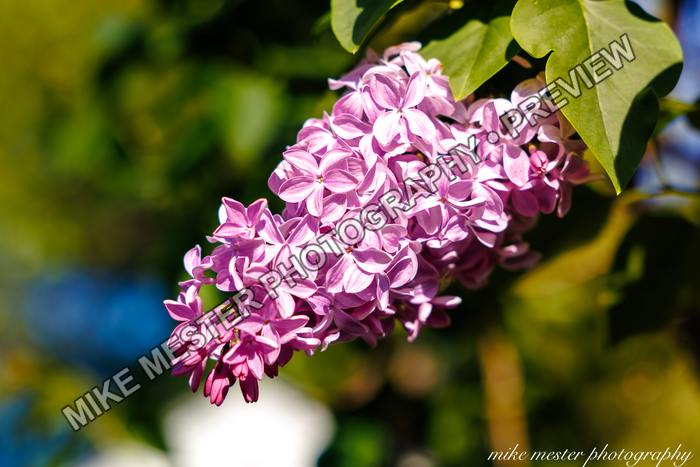 Protected preview of Lilac Blossoms in Sunlight, an original Mike Mester photograph