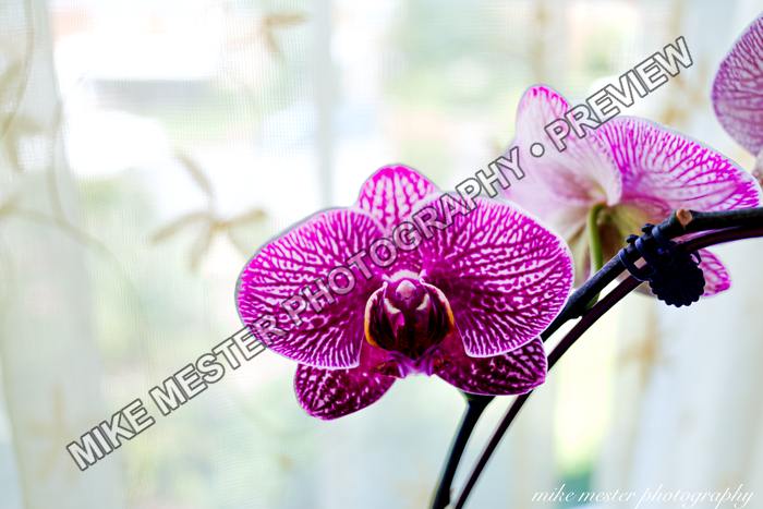 Protected preview of Magenta Orchid in Window Light, an original Mike Mester photograph
