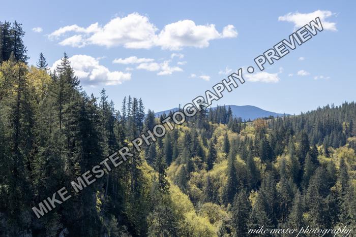 Protected preview of Mountain Forest Under Blue Sky, an original Mike Mester photograph