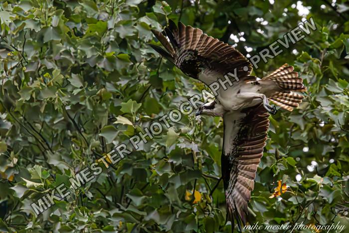 Protected preview of Osprey Banking Through the Trees, an original Mike Mester photograph
