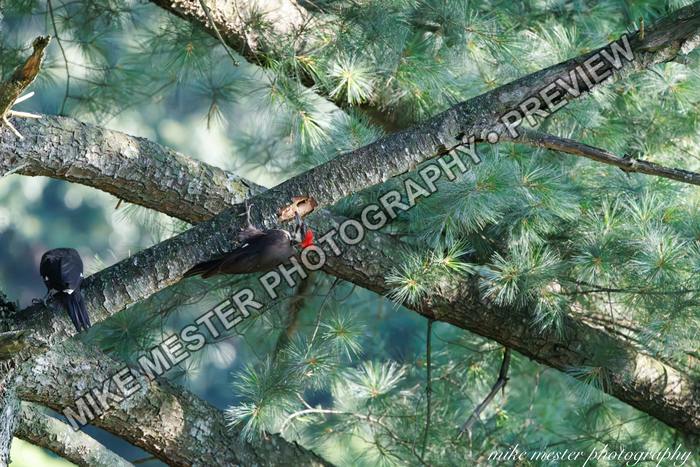 Protected preview of Pileated Woodpeckers Among the Pines, an original Mike Mester photograph