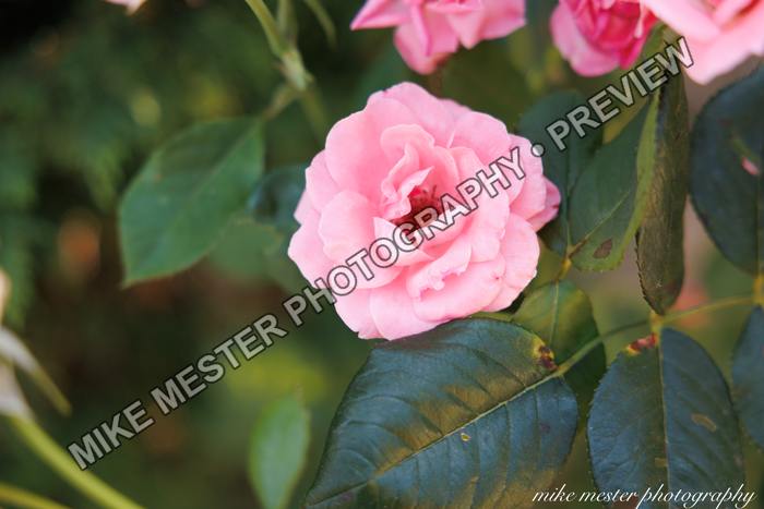 Protected preview of Pink Rose in Summer Light, an original Mike Mester photograph