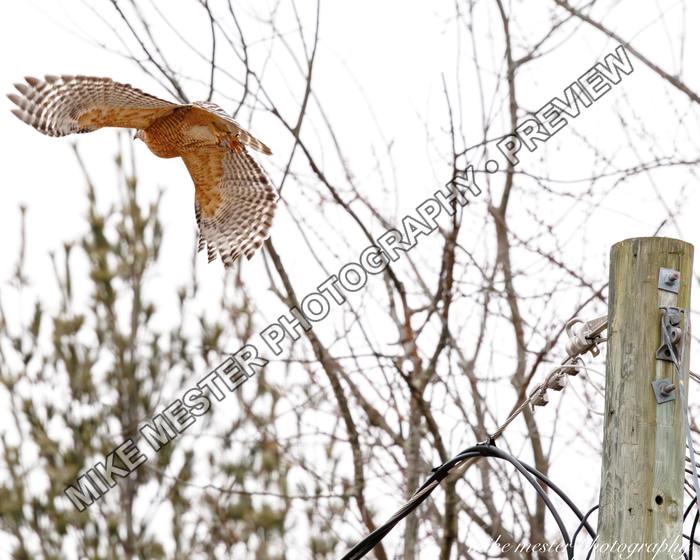 Protected preview of Raptor Lifting from a Fence Post, an original Mike Mester photograph