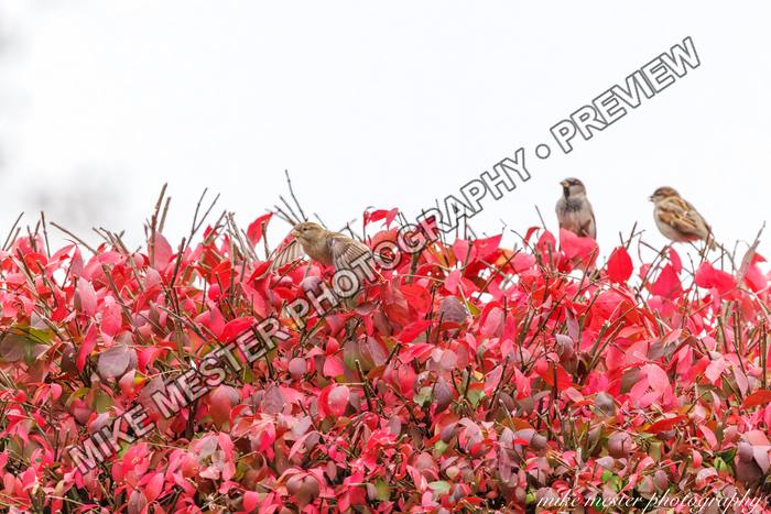 Protected preview of Small Birds Among Crimson Leaves, an original Mike Mester photograph