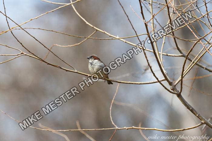 Protected preview of Songbird on a Bare Branch, an original Mike Mester photograph