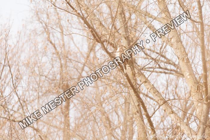 Protected preview of Sunlit Trees in Soft Morning Haze, an original Mike Mester photograph