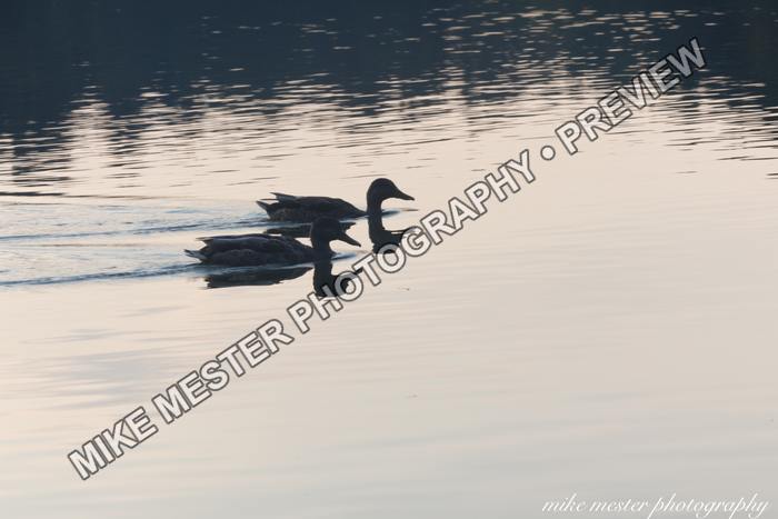 Protected preview of Two Ducks Across Evening Water, an original Mike Mester photograph