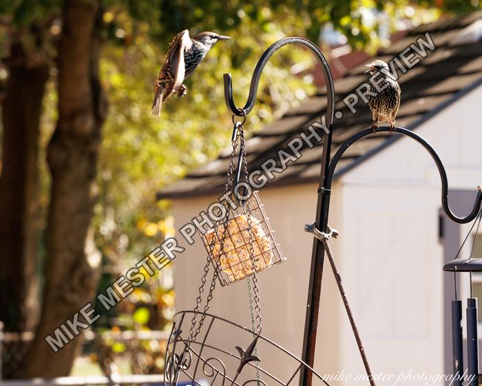 Protected preview of Two Starlings at the Suet Feeder, an original Mike Mester photograph