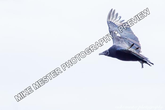 Protected preview of Vulture in Open Flight, an original Mike Mester photograph