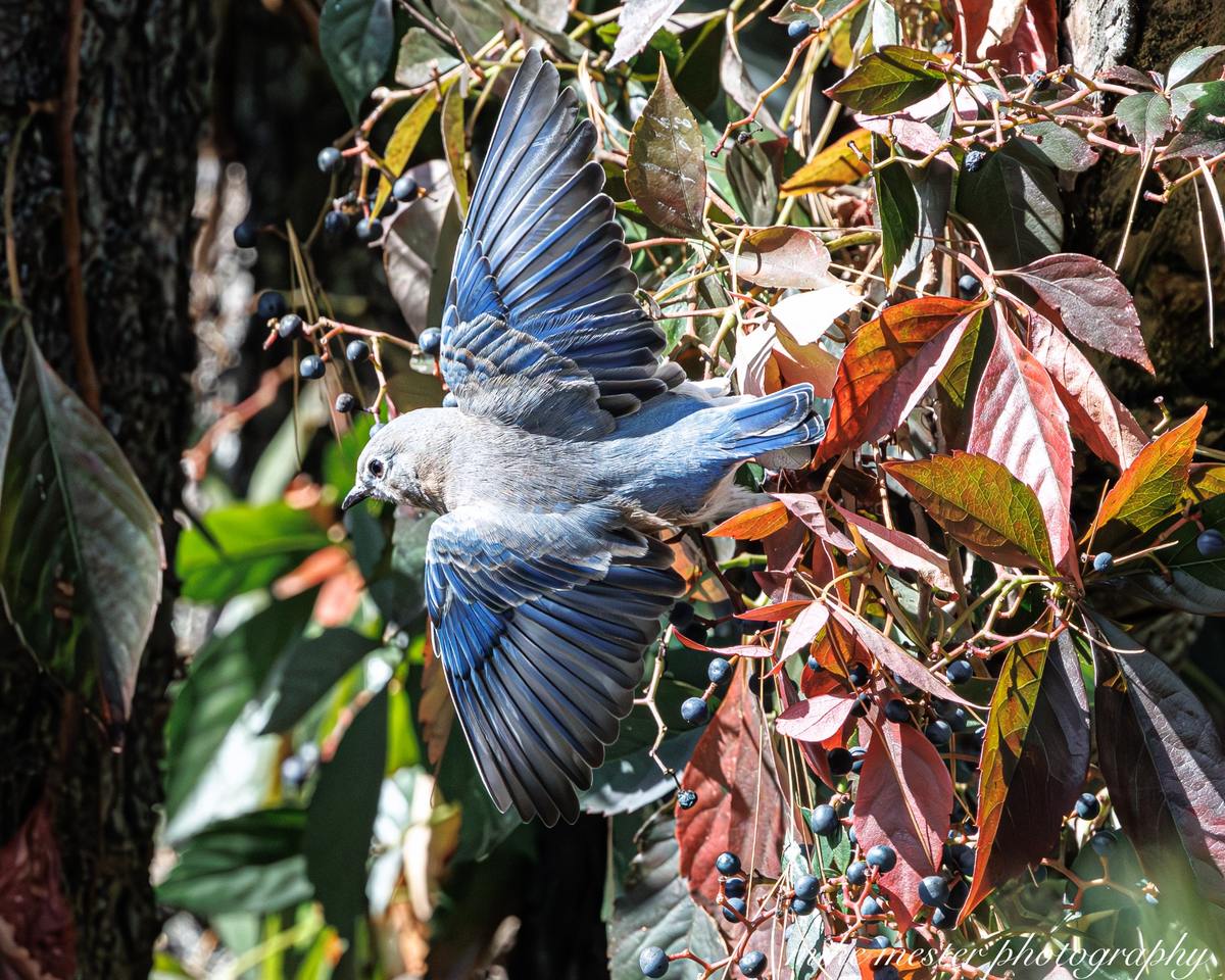 Bluebird perched among colorful autumn leaves