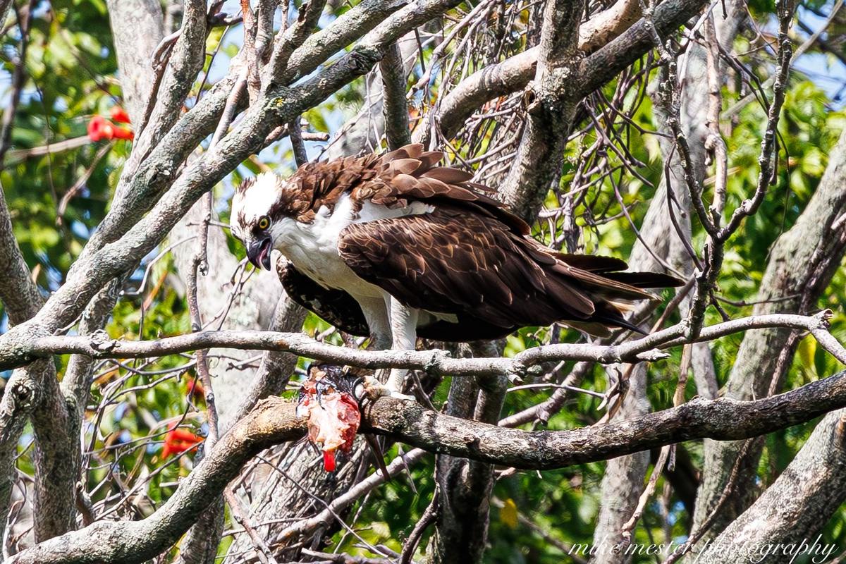 Osprey feeding on its catch in the wild